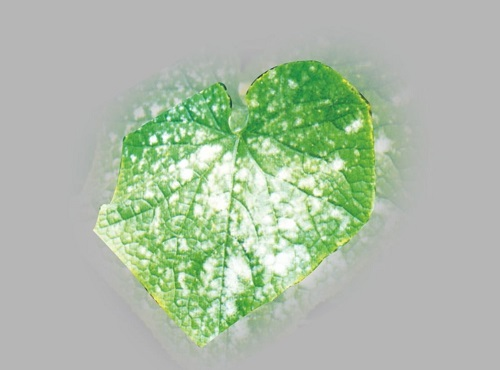 【重點(diǎn)介紹】植物病害診斷儀快速診斷植物病害的優(yōu)勢(shì)盤(pán)點(diǎn)
