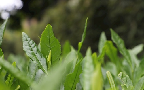 茶葉大國應(yīng)用，土壤養(yǎng)分檢測儀可以對茶葉合理施肥有何等指導(dǎo)作用？