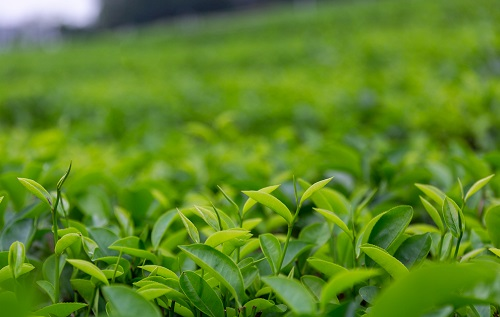 土壤溫濕度儀助推傳統(tǒng)茶產(chǎn)業(yè)優(yōu)質(zhì)發(fā)展，指導(dǎo)灌溉作業(yè)