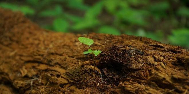 如何快速測(cè)定土壤墑情？用土壤墑情速測(cè)儀