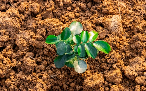 土壤溫度對植物的重要性！土壤溫度計專業(yè)分析