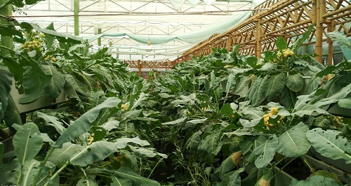 大棚土壤鹽漬化會(huì)對(duì)蔬菜種植（根、葉、果）帶來(lái)哪些危害？