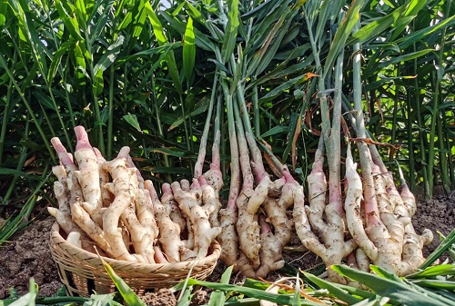 運(yùn)用土壤緊實(shí)度測量儀分析土壤緊實(shí)度對生姜生長的影響（土壤緊實(shí)度的影響）
